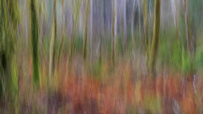 Framed Print : USA, Washington State, Seabeck. Forest abstract. ©Don Paulson  /  Jaynes Gallery  /  DanitaDelimont.com