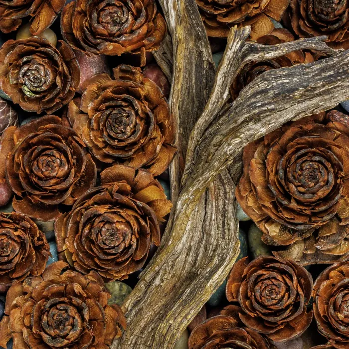 Framed Print : USA, Washington State, Seabeck. Cedar cones and driftwood. ©Don Paulson / Jaynes Gallery / DanitaDelimont.com Framed Print : USA, Washington State, Seabeck. Cedar cones and driftwood. ©Don Paulson / Jaynes Gallery / DanitaDelimont.com