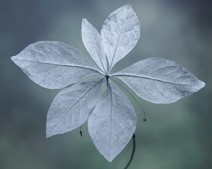 Framed Print : USA, Washington State, Seabeck. Western starflower leaves in fall. ©Don Paulson  /  Jaynes Gallery  /  DanitaDelimont.com