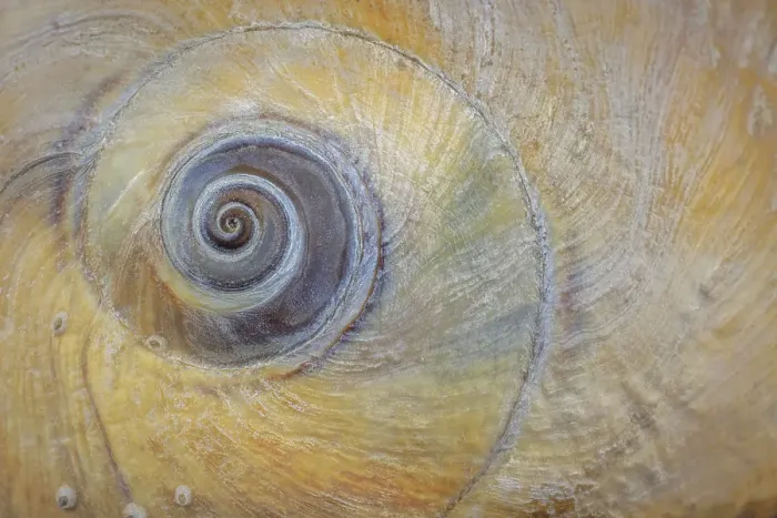 Framed Print : USA, Washington State, Seabeck. Moon snail shell close-up. ©Don Paulson / Jaynes Gallery / DanitaDelimont.com Framed Print : USA, Washington State, Seabeck. Moon snail shell close-up. ©Don Paulson / Jaynes Gallery / DanitaDelimont.com
