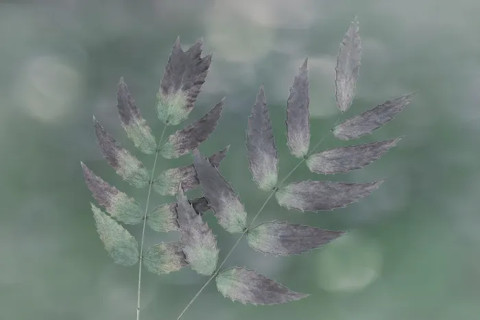 Framed Print : USA, Washington State, Seabeck. Oregon grape leaves close-up. ©Don Paulson  /  Jaynes Gallery  /  DanitaDelimont.com