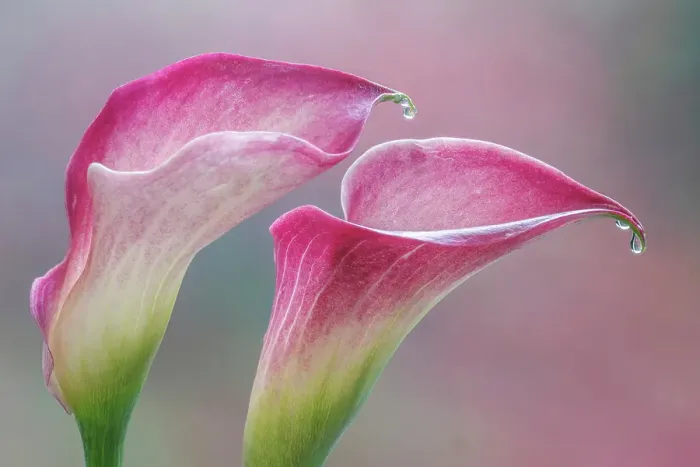 Framed Print : USA, Washington State, Seabeck. Close-up of calla lilies. ©Don Paulson / Jaynes Gallery / DanitaDelimont.com Framed Print : USA, Washington State, Seabeck. Close-up of calla lilies. ©Don Paulson / Jaynes Gallery / DanitaDelimont.com