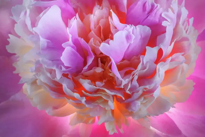 Framed Print : USA, Washington State, Seabeck. Peony blossom petals close-up. ©Don Paulson / Jaynes Gallery / DanitaDelimont.com Framed Print : USA, Washington State, Seabeck. Peony blossom petals close-up. ©Don Paulson / Jaynes Gallery / DanitaDelimont.com