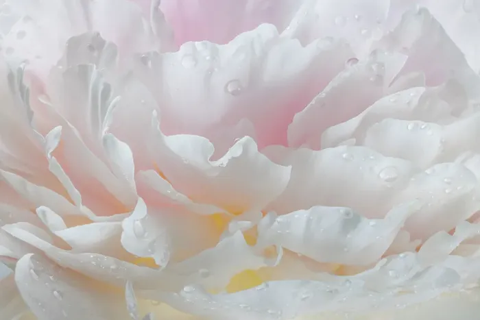 Framed Print : USA, Washington State, Seabeck. Raindrops on peony flower. ©Don Paulson / Jaynes Gallery / DanitaDelimont.com Framed Print : USA, Washington State, Seabeck. Raindrops on peony flower. ©Don Paulson / Jaynes Gallery / DanitaDelimont.com