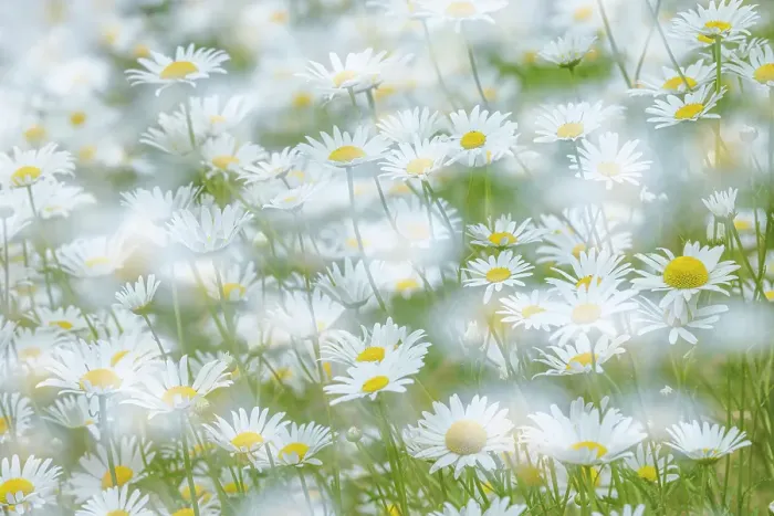 Framed Print : USA, Washington State, Seabeck. Multiple exposure of daisy flowers. ©Don Paulson / Jaynes Gallery / DanitaDelimont.com Framed Print : USA, Washington State, Seabeck. Multiple exposure of daisy flowers. ©Don Paulson / Jaynes Gallery / DanitaDelimont.com