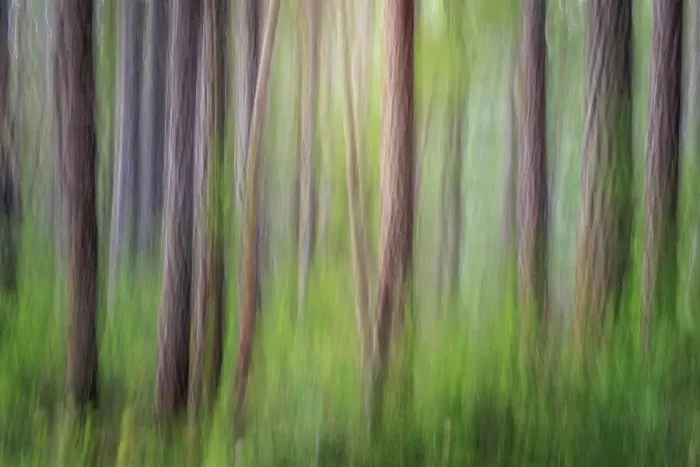 Framed Print : USA, Washington State, Seabeck. Forest abstract. ©Don Paulson / Jaynes Gallery / DanitaDelimont.com Framed Print : USA, Washington State, Seabeck. Forest abstract. ©Don Paulson / Jaynes Gallery / DanitaDelimont.com