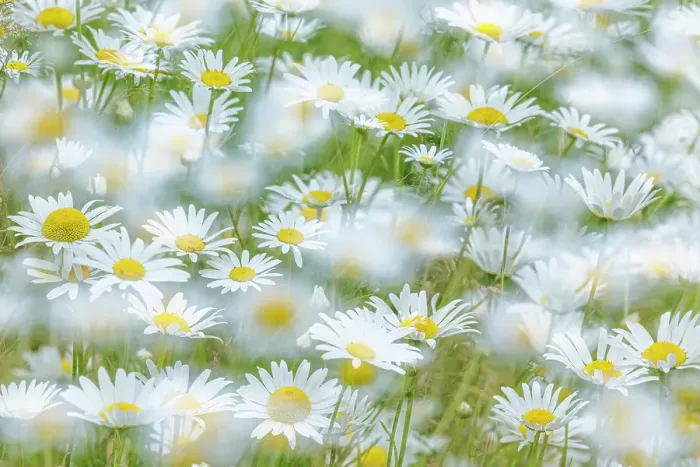 Framed Print : USA, Washington State, Seabeck. Multiple exposure of daisy flowers. ©Don Paulson  /  Jaynes Gallery  /  DanitaDelimont.com