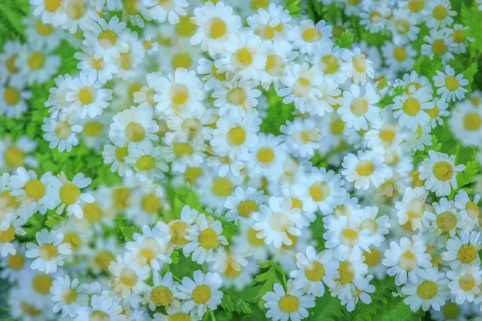 Framed Print : USA, Washington State, Seabeck. Multiple exposure of daisy flowers. ©Don Paulson  /  Jaynes Gallery  /  DanitaDelimont.com