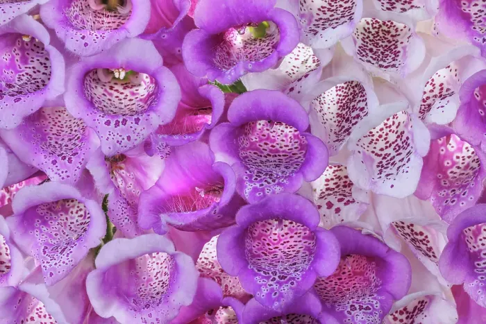 Framed Print : USA, Washington State, Seabeck. Foxglove blossoms close-up. ©Don Paulson / Jaynes Gallery / DanitaDelimont.com Framed Print : USA, Washington State, Seabeck. Foxglove blossoms close-up. ©Don Paulson / Jaynes Gallery / DanitaDelimont.com