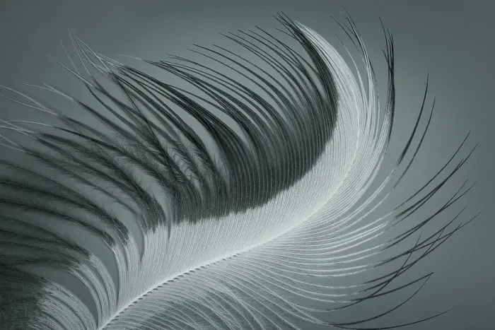 Framed Print : USA, Washington State, Seabeck. Great blue heron feather close-up. ©Don Paulson  /  Jaynes Gallery  /  DanitaDelimont.com