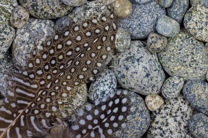 Framed Print : USA, Washington State, Seabeck. Guinea fowl feathers on smooth beach rocks. ©Don Paulson  /  Jaynes Gallery  /  DanitaDelimont.com