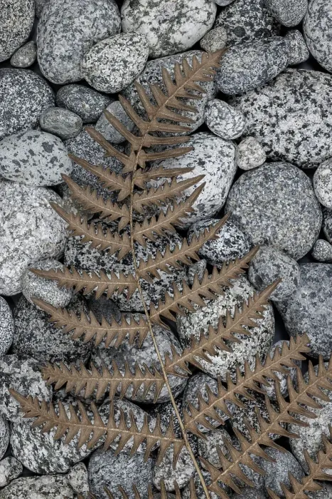 Framed Print : USA, Washington State, Seabeck. Dried bracken fern on beach rocks. ©Don Paulson / Jaynes Gallery / DanitaDelimont.com Framed Print : USA, Washington State, Seabeck. Dried bracken fern on beach rocks. ©Don Paulson / Jaynes Gallery / DanitaDelimont.com
