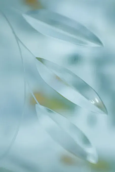 Framed Print : USA, Washington State, Seabeck. Abstract of leaves in pale blue. ©Don Paulson / Jaynes Gallery / DanitaDelimont.com Framed Print : USA, Washington State, Seabeck. Abstract of leaves in pale blue. ©Don Paulson / Jaynes Gallery / DanitaDelimont.com