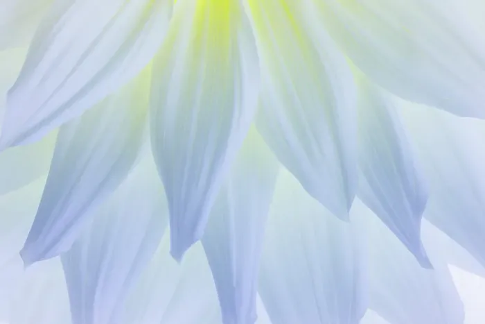 Framed Print : USA, Washington State, Seabeck. White dahlia flower pedals close-up. ©Don Paulson  /  Jaynes Gallery  /  DanitaDelimont.com