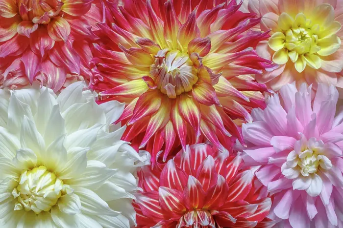Framed Print : USA, Washington State, Seabeck. Dahlia flowers close-up. ©Don Paulson / Jaynes Gallery / DanitaDelimont.com Framed Print : USA, Washington State, Seabeck. Dahlia flowers close-up. ©Don Paulson / Jaynes Gallery / DanitaDelimont.com
