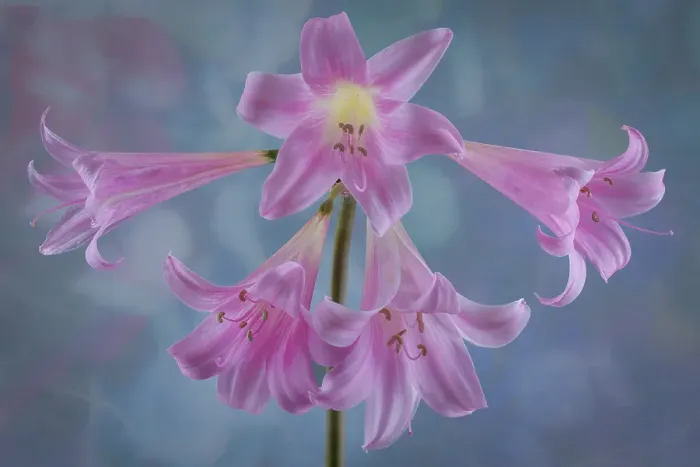 Framed Print : USA, Washington State, Seabeck. Close-up of pink surprise lilies. ©Don Paulson / Jaynes Gallery / DanitaDelimont.com Framed Print : USA, Washington State, Seabeck. Close-up of pink surprise lilies. ©Don Paulson / Jaynes Gallery / DanitaDelimont.com