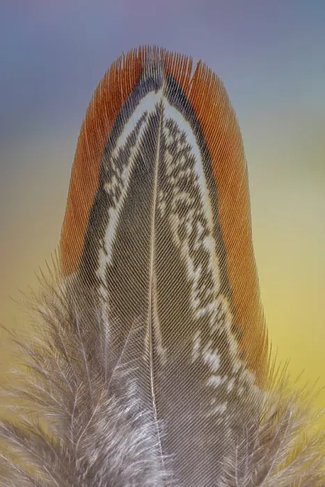 Framed Print : USA, Washington State, Seabeck. Ringneck pheasant feather close-up. ©Don Paulson  /  Jaynes Gallery  /  DanitaDelimont.com