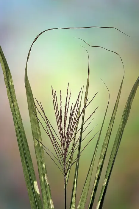 Framed Print : USA, Washington State, Seabeck. Close-up of zebra grass. ©Don Paulson / Jaynes Gallery / DanitaDelimont.com Framed Print : USA, Washington State, Seabeck. Close-up of zebra grass. ©Don Paulson / Jaynes Gallery / DanitaDelimont.com