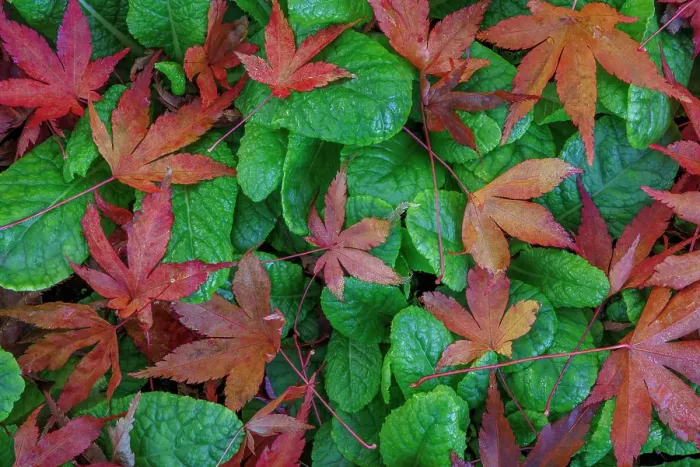 Framed Print : USA, Washington State, Seabeck. Fallen maple and primrose leaves. ©Don Paulson  /  Jaynes Gallery  /  DanitaDelimont.com