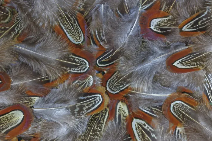 Framed Print : USA, Washington State, Seabeck. Multiple ringneck pheasant feathers close-up. ©Don Paulson  /  Jaynes Gallery  /  DanitaDelimont.com