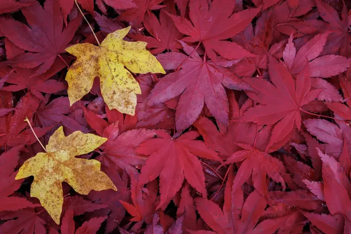 Framed Print : USA, Washington State, Seabeck. Fallen maple leaves. ©Don Paulson  /  Jaynes Gallery  /  DanitaDelimont.com