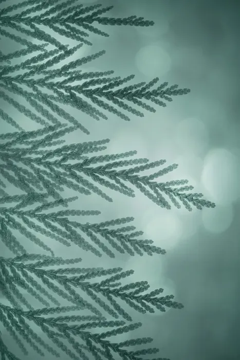 Framed Print : USA, Washington State, Seabeck. Western red cedar bough close-up. ©Don Paulson  /  Jaynes Gallery  /  DanitaDelimont.com