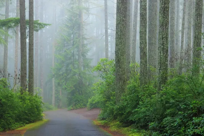 Framed Print : USA, Washington State, Seabeck. Foggy forest and road in Scenic Beach State Park. ©Don Paulson / Jaynes Gallery / DanitaDelimont.com Framed Print : USA, Washington State, Seabeck. Foggy forest and road in Scenic Beach State Park. ©Don Paulson / Jaynes Gallery / DanitaDelimont.com