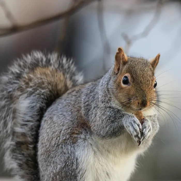 Framed Print : USA, Washington State, Seabeck. Close-up of grey squirrel eating Framed Print : USA, Washington State, Seabeck. Close-up of grey squirrel eating