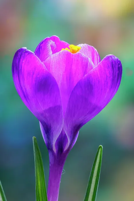 Framed Print : USA, Washington State, Seabeck. Purple crocus blossom close-up Framed Print : USA, Washington State, Seabeck. Purple crocus blossom close-up