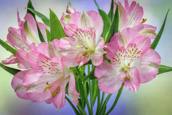 Framed Print : USA, Washington State, Seabeck. Bouquet of alstroemeria flowers