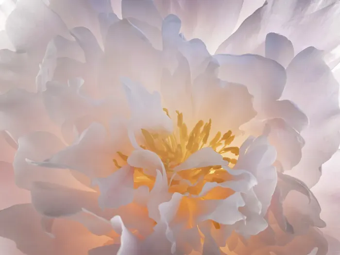 Framed Print : USA, Washington State, Seabeck. Peony flower close-up Framed Print : USA, Washington State, Seabeck. Peony flower close-up