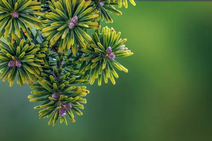 Framed Print : USA, Washington State, Seabeck. Close-up of Korean firs with pollen cones