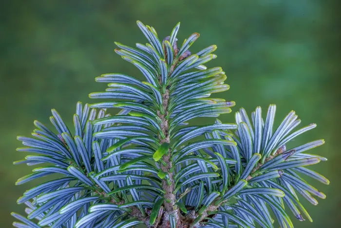 Framed Print : USA, Washington State, Seabeck. Blue underside of Korean fir needles