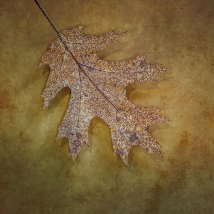 Framed Print : USA, Washington State, Seabeck. Close-up of fallen oak leaf Framed Print : USA, Washington State, Seabeck. Close-up of fallen oak leaf