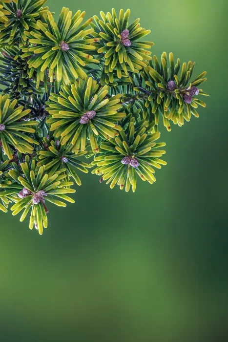 Framed Print : USA, Washington State, Seabeck. Close-up of Korean firs with pollen cones Framed Print : USA, Washington State, Seabeck. Close-up of Korean firs with pollen cones