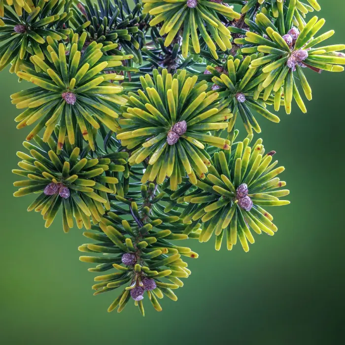 Framed Print : USA, Washington State, Seabeck. Close-up of Korean firs with pollen cones Framed Print : USA, Washington State, Seabeck. Close-up of Korean firs with pollen cones