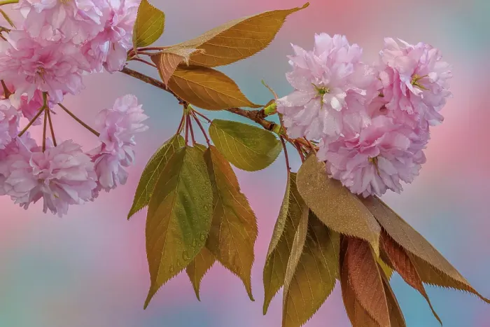Framed Print : USA, Washington State, Seabeck. Flowering Japanese cherry tree branch Framed Print : USA, Washington State, Seabeck. Flowering Japanese cherry tree branch