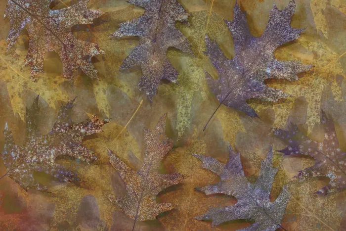 Framed Print : USA, Washington State, Seabeck. Montage of autumn oak leaves Framed Print : USA, Washington State, Seabeck. Montage of autumn oak leaves