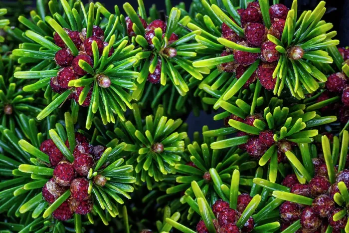 Framed Print : USA, Washington State, Seabeck. Close-up of Korean firs with pollen cones Framed Print : USA, Washington State, Seabeck. Close-up of Korean firs with pollen cones