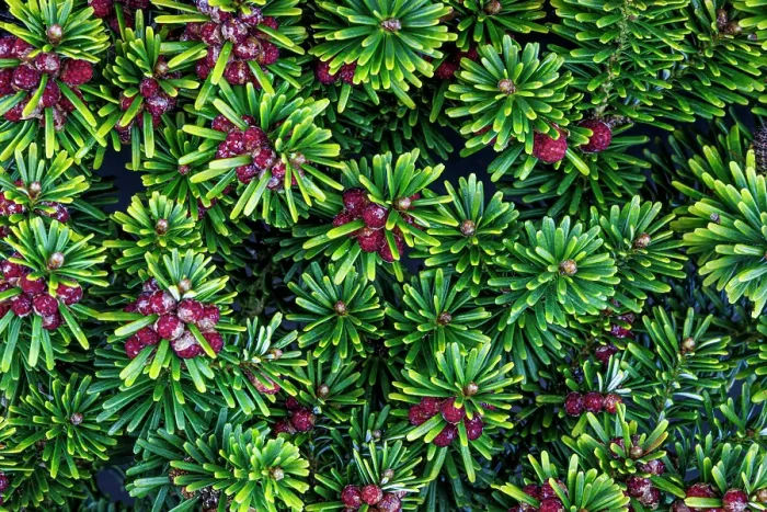 Framed Print : USA, Washington State, Seabeck. Close-up of Korean firs with pollen cones