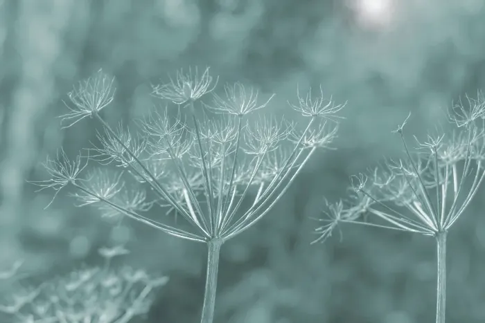 Framed Print : USA, Washington State, Seabeck. Bare Queen Anne's lace stems colorized blue