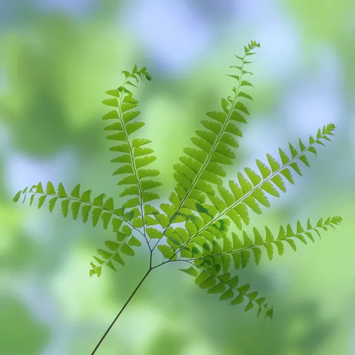 Framed Print : USA, Washington State, Seabeck. Close-up of maidenhair fern branch Framed Print : USA, Washington State, Seabeck. Close-up of maidenhair fern branch