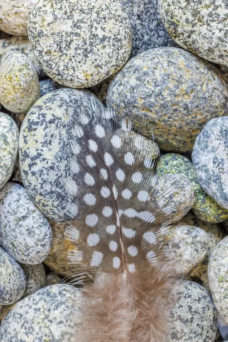 Framed Print : USA, Washington State, Seabeck. Close-up of spotted guinea fowl feather on rocks Framed Print : USA, Washington State, Seabeck. Close-up of spotted guinea fowl feather on rocks