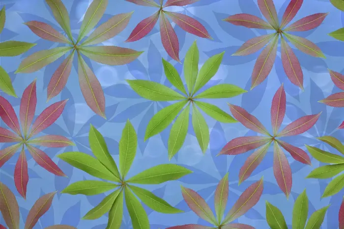 Framed Print : USA, Washington State, Seabeck. Montage of Japanese pieris leaves in spring Framed Print : USA, Washington State, Seabeck. Montage of Japanese pieris leaves in spring