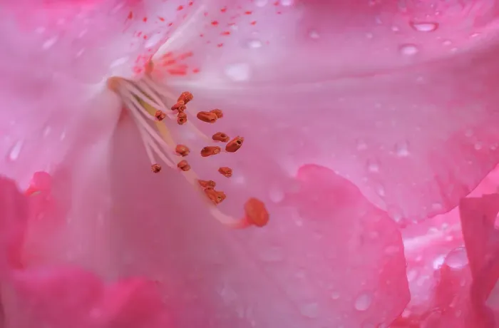 Framed Print : USA, Washington State, Seabeck. Pink rhododendron flower close-up