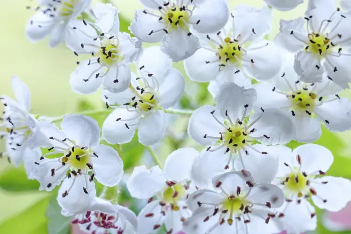 Framed Print : USA, Washington State, Seabeck. Hawthorn blossoms close-up