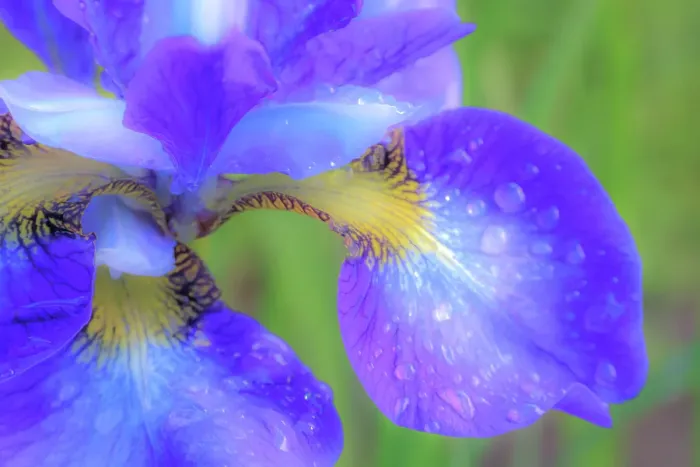 Framed Print : USA, Washington State, Seabeck. Blue iris blossom with raindrops Framed Print : USA, Washington State, Seabeck. Blue iris blossom with raindrops
