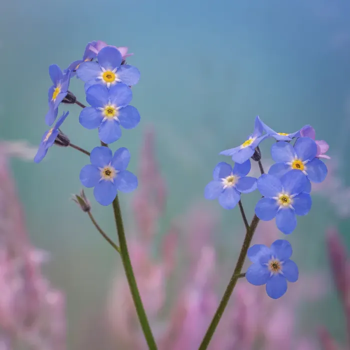 Framed Print : USA, Washington State, Seabeck. Forget-me-not blossoms close-up