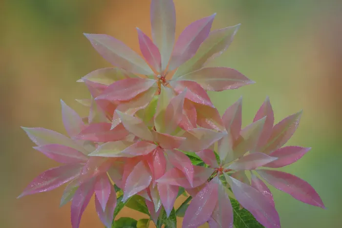 Framed Print : USA, Washington State, Seabeck. Japanese pieris leaves in spring Framed Print : USA, Washington State, Seabeck. Japanese pieris leaves in spring