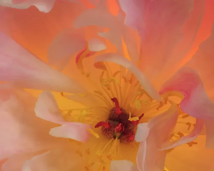 Framed Print : USA, Washington State, Seabeck. Peony flower close-up Framed Print : USA, Washington State, Seabeck. Peony flower close-up
